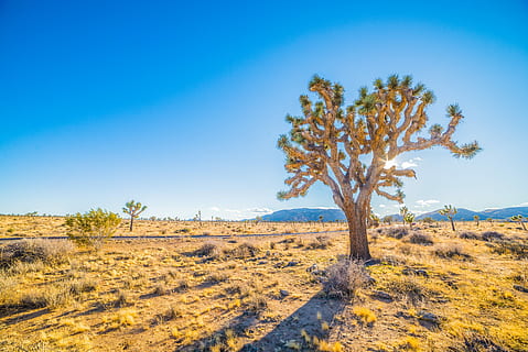 foto de paisatge, sabana, verd, arbres, terra, joshua tree, arbre, desert, llum solar, ombra, paisatge, medi ambient, planta, escenics - natura, cel, cel clar, semiàrid, bellesa a la natura, escena tranquil·la, blau, naturalesa, escena no urbana, tranquil·litat, dia, cap gent, remot, a l'aire lliure, clima, clima àrid, prada, 5K, CC0, domini públic, lliure de regalies