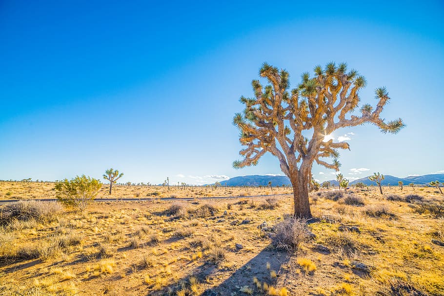 foto de paisatge, sabana, verd, arbres, terra, joshua tree, arbre, desert, llum solar, ombra, paisatge, medi ambient, planta, escenics - natura, cel, cel clar, semiàrid, bellesa a la natura, escena tranquil·la, blau, naturalesa, escena no urbana, tranquil·litat, dia, cap gent, remot, a l'aire lliure, clima, clima àrid, prada, 5K