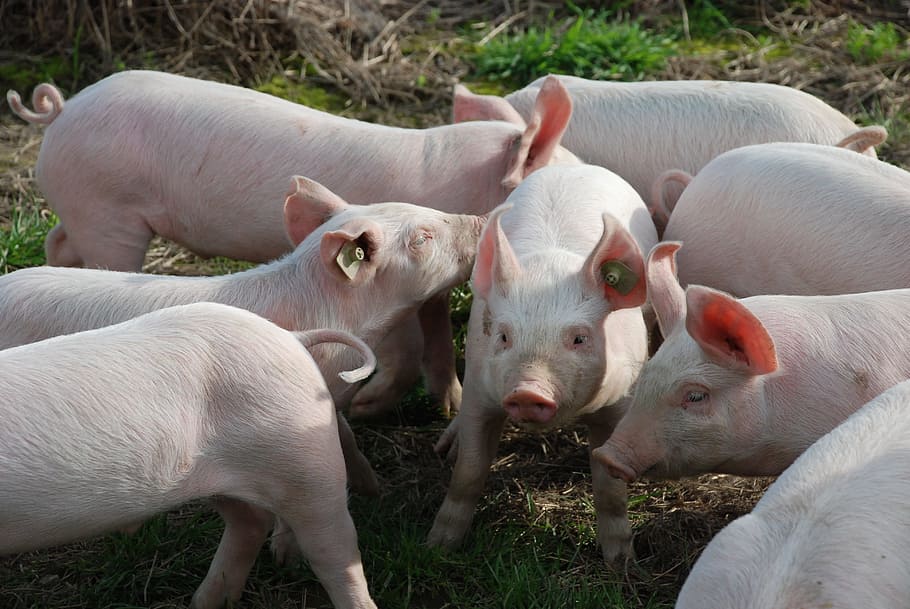 vuit, de peu, camp de gespa, garrí, bonic, animals, dolç, porcs, jove, mamífer, animals joves, sembra, feliç, granja, animal, porc, agricultura, bestiar, animal jove, animals i mascotes, temes d'animals, animals domèstics, a l'aire lliure, cap gent, dia, grup d’animals, nacional, mascotes, vertebrats, camp, terra, naturalesa, vista d’angle alt, grup mitjà d'animals, família d’animals, herbívors, ramat, 4K