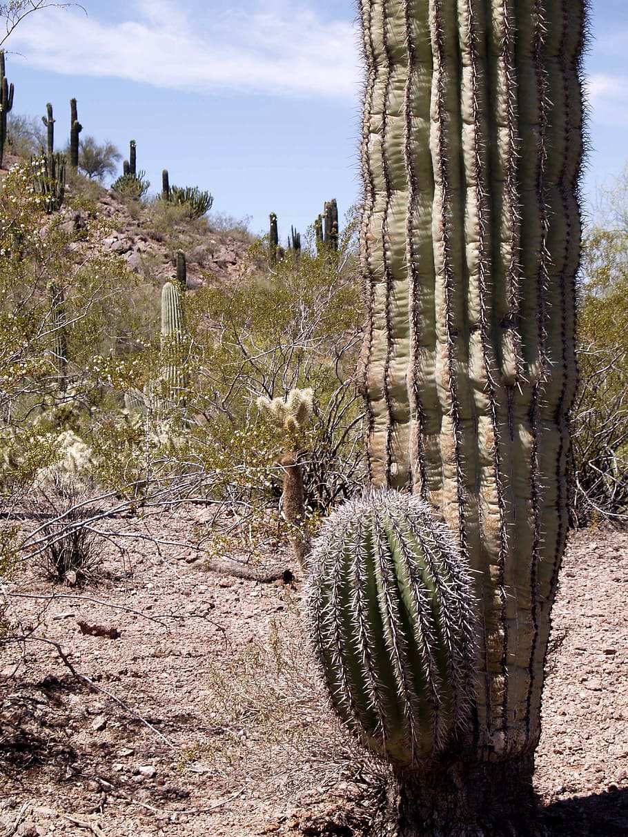 desert, paisatge, cactus, planta, naturalesa, tinc, sec, arizona, EUA, erosió, vermell, roques, la soledat, mamífer, temes d'animals, animal, un animal, terra, cap gent, animals domèstics, camp, dia, vertebrats, creixement, cel, arbre, mascotes, nacional, fauna animal, bellesa a la natura, clima àrid, herbívors, 2K