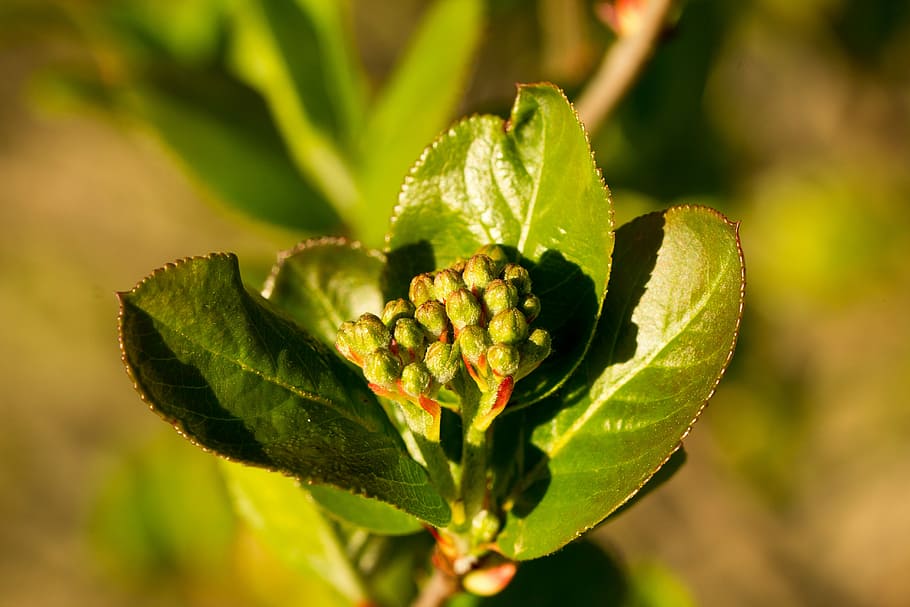full, naturalesa, planta, creixement, aronia, chokeberry, flor, primer pla, part de la planta, bellesa a la natura, color verd, centrar-se en primer pla, dia, frescor, cap gent, a l'aire lliure, enfocament selectiu, inicis, planta amb flors, fragilitat, menjar, menjar i beguda, 5K