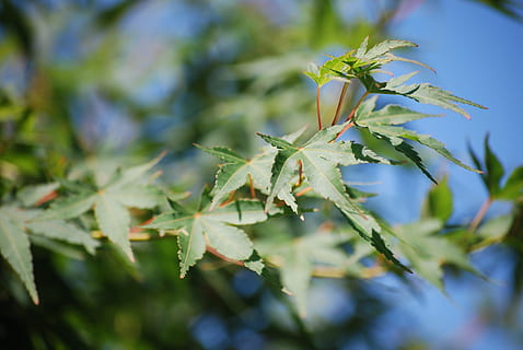 maple, taman, Daun-daun, pohon, hijau, Jepang, maple jepang, daun maple, menanam, daun, bagian tanaman, pertumbuhan, warna hijau, merapatkan, fokus selektif, alam, keindahan di alam, tidak ada orang, hari, di luar rumah, ketenangan, sinar matahari, fokus pada latar depan, kesegaran, kerentanan, kerapuhan, makanan dan minuman, runcing, sepal, 4K, CC0, domain publik, bebas royalti