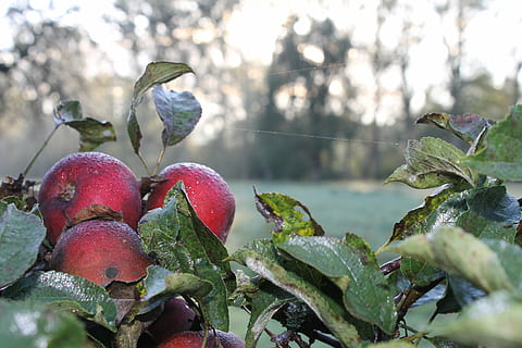 Apfel, Tau, Grün, Tautropfen, Blätter, nass, morgentau, Wassertropfen, kalt, rot, Pflanze, Blatt, Wachstum, Nahansicht, Pflanzenteil, Natur, Fokus auf den Vordergrund, Tag, Obst, grüne Farbe, keine Leute, Essen und Trinken, Lebensmittel, gesundes Essen, Baum, Frische, Schönheit in der Natur, draußen, selektiver Fokus, 4K, CC0, gemeinfrei, lizenzfrei