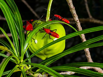 escarabajo, rojo, gatear, cerrar, planta, temas de animales, color verde, animal, insecto, fauna animal, parte de la planta, invertebrado, animales en la naturaleza, hoja, crecimiento, de cerca, belleza en la naturaleza, nadie, un animal, naturaleza, centrarse en primer plano, al aire libre, 4K, CC0, dominio público, libre de derechos