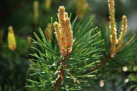 Kiefer, Wald, Bäume, Natur, Russland, Nadelbaum, Nadeln, Nadelwald, Winterwald, Pflanze, Pinaceae, Schönheit in der Natur, Nahansicht, grüne Farbe, Wachstum, keine Leute, Baum, Tag, Fokus auf den Vordergrund, draußen, Nadel - Pflanzenteil, Land, Pflanzenteil, Ast, Blume, Umgebung, immergrüner Baum, Kiefernwald, 5K, CC0, gemeinfrei, lizenzfrei