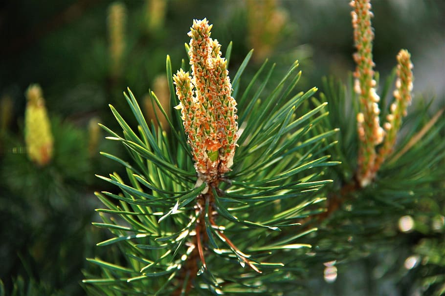 Kiefer, Wald, Bäume, Natur, Russland, Nadelbaum, Nadeln, Nadelwald, Winterwald, Pflanze, Pinaceae, Schönheit in der Natur, Nahansicht, grüne Farbe, Wachstum, keine Leute, Baum, Tag, Fokus auf den Vordergrund, draußen, Nadel - Pflanzenteil, Land, Pflanzenteil, Ast, Blume, Umgebung, immergrüner Baum, Kiefernwald, 5K