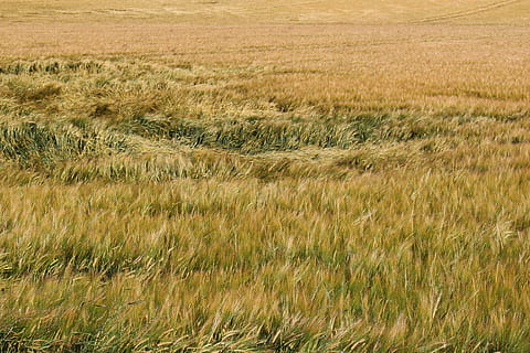 byg, Mark, vind, sommer, eddy, landbrug, korn, korn plante, natur, græs, ingen mennesker, plante, vækst, jord, landskab, miljø, landlige scene, ro, skønhed i naturen, afgrøde, rolig scene, gård, dag, hvede, udendørs, timothy græs, stilk, 5K, CC0, offentligt domæne, royaltyfrie