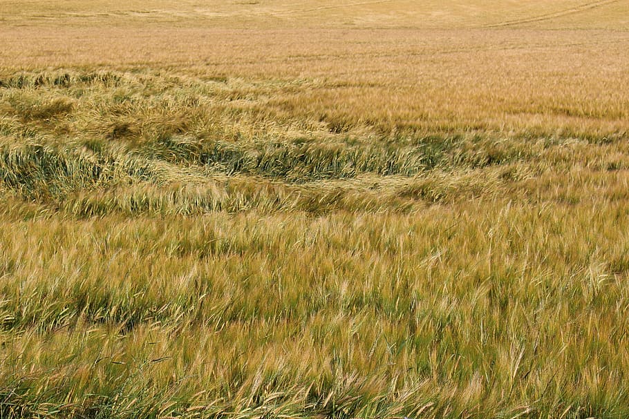 byg, Mark, vind, sommer, eddy, landbrug, korn, korn plante, natur, græs, ingen mennesker, plante, vækst, jord, landskab, miljø, landlige scene, ro, skønhed i naturen, afgrøde, rolig scene, gård, dag, hvede, udendørs, timothy græs, stilk, 5K