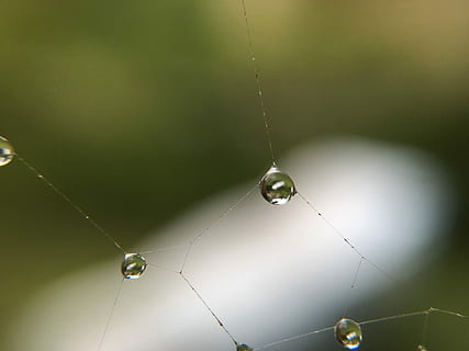 teranyina, aigua, degoteig, gota de rosada, macro, xarxa, naturalesa, comptes, tancar, humitat, teranyines, gota d’aigua, humit, gotes, tardor, gota de pluja, rosada, resum, penjant, a l'interior, tirar, cap gent, habitació domèstica, primer pla, fragilitat, centrar-se en primer pla, vulnerabilitat, bellesa a la natura, a l'aire lliure, aranya, enfocament selectiu, animal, dia, cadena, joieria, 4K, CC0, domini públic, lliure de regalies