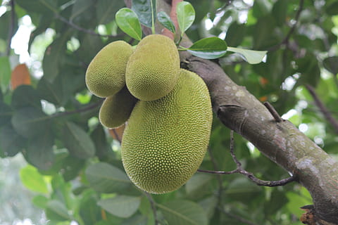 jackfruit, nefesi, kiriş, bitki, büyüme, ağaç, yeşil renk, bitki bölümü, Yaprak, insansız, sağlıklı beslenme, ön plana odaklanmak, meyve, doğa, kapatmak, gün, doğada güzellik, tazelik, Gıda, yiyecek ve içecek, asılı, şube, düşük açılı görünüş, açık havada, olgun, 5K, CC0, kamu malı, telif ücretsiz