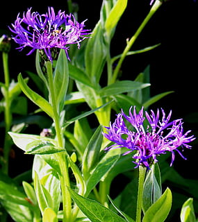 bluets, kompozitai, violetinė, lapai, stiebai, gėlė, augalų, žalia spalva, pobūdį, žydintys augalai, grožis gamtoje, trapumas, pažeidžiamumas, šviežumas, augimą, augalų dalis, žiedlapis, Iš arti, gėlių galva, žiedynas, nėra žmonių, botanika, sutelkti dėmesį į naujas žinias, pavasarį, lauke, 1080P, CC0, Viešasis domenas, nemokamai