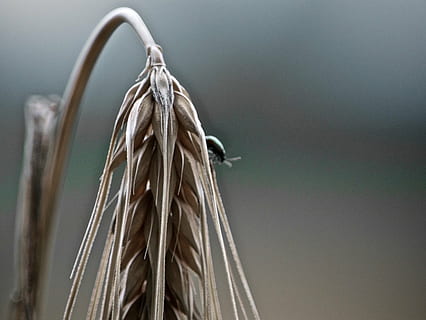 cornfield, summer, plant, focus on foreground, close-up, no people, wall - building feature, wood - material, rope, metal, hanging, still life, selective focus, day, nature, indoors, tied up, group, brown, copy space, dry, decoration, 720P, CC0, public domain, royalty free