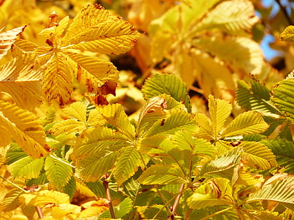 grøn, gul, bladede, planter, dagtimerne, falde blade, gylden, stråler, lys, gul grøn, efterår farver, guld, træ, kastanje, kastanjetræ, baglygte, efterår, smuk, farverig, faldfarve, buckeye, Aesculus, almindelig rosskastanie, aesculus hippocastanum, fælles rosskastanie, hvid rosskastanie, type hestkastanje, efterårsdagen, solskin, sol, sollys, belyst, blad, natur, Skov, sæson, plante, udendørs, afdeling, vækst, skønhed i naturen, tæt på, blomst, sårbarhed, blomstrende plante, skrøbelighed, ingen mennesker, dag, plante del, friskhed, fokus på forgrunden, grøn farve, ro, fuld ramme, blomsterhoved, blade, 4K, CC0, offentligt domæne, royaltyfrie