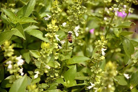 Biene, Natur, Basilikum, Makro, Frühling, Garten, Umgebung, wunderschönen, Pflanze, Bestäubung, Hundebiene, Honig, Landschaft, Grün, Imkerei, Insekt, Blumen, zarte Blumen, wirbellos, Blatt, Tier, Pflanzenteil, Wachstum, Tierthemen, Tiere in freier Wildbahn, Tierwelt, ein Tier, Tag, grüne Farbe, Schönheit in der Natur, Nahansicht, Blume, Frische, keine Leute, draußen, Blütenkopf, 5K, CC0, gemeinfrei, lizenzfrei