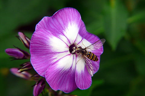 blomsterfluer, insekt, makro, skjønnhet i naturen, blomstrende plante, petal, blomst, skjørhet, sårbarhet, friskhet, anlegg, blomsterhodet, vekst, nærbilde, dyr i naturen, inflorescence, fokusere på forgrunnen, dyre temaer, virvelløse, dyreliv, ett dyr, dyr, lilla, rosa farge, ingen folk, pollen, utendørs, pollinering, dyrfløyen, sommerfugl - insekt, 2K, CC0, offentlig domene, opphavsrett gratis