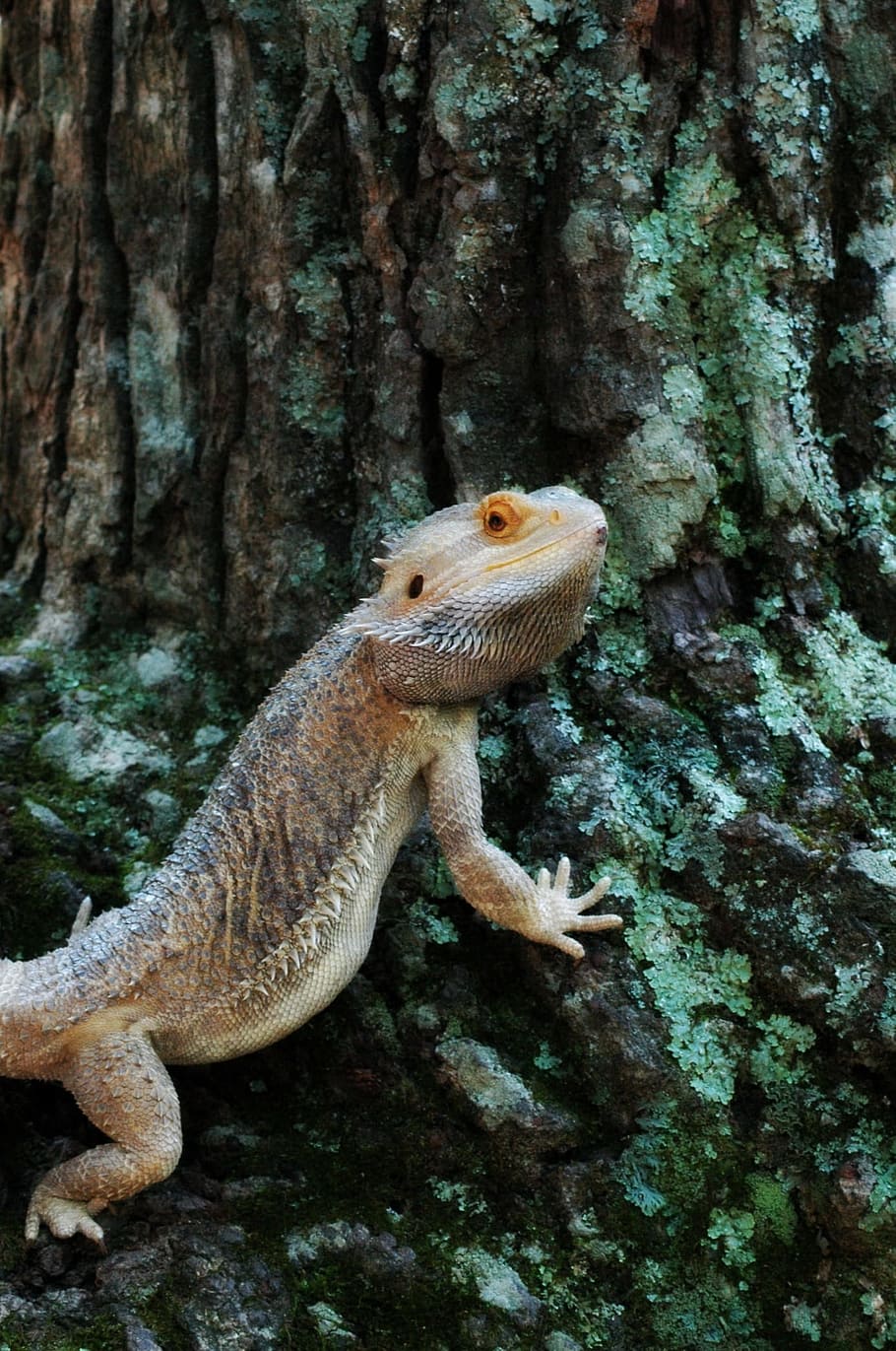 mascotes, llangardaix, drac barbut, barbut, drac, un animal, fauna animal, animals a la natura, temes d'animals, rèptil, animal, vertebrats, cap gent, naturalesa, rock, sòlid, rock - object, primer pla, dia, arbre, a l'aire lliure, tronc de l'arbre, textura, marí, escala d’animals, 1080P