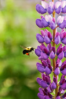selectivo, fotografía de enfoque, amarillo, abeja, flotando, frente, púrpura, flor de pétalo, pétalo, flor, avispa, aguijón, alas, insecto, naturaleza, temas de animales, un animal, fragilidad, animales en la naturaleza, fauna animal, belleza en la naturaleza, planta floreciendo, invertebrado, animal, vulnerabilidad, planta, crecimiento, cabeza de flor, frescura, de cerca, polinización, nadie, abejorro, 4K, CC0, dominio público, libre de derechos