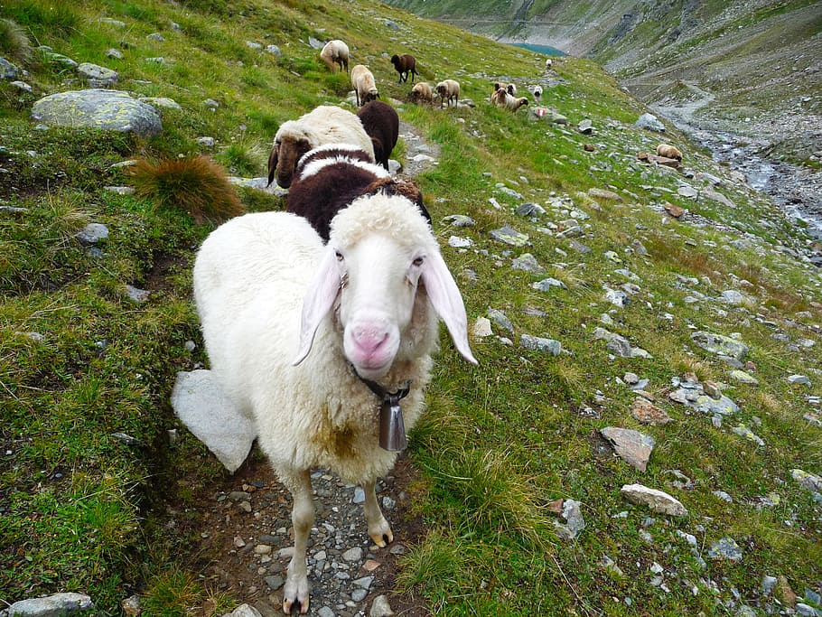 Alpler, koyun, Avusturya, çiftlik hayvanları, memeli, Evcil Hayvanlar, hayvan temaları, yerli, hayvan, çimen, hayvan grubu, omurgalı, bitki, doğa, gün, arazi, insansız, alan, iki hayvan, yüksek açılı görünüş, otçul, açık havada, 2K