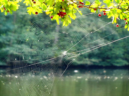 teia de aranha, rede, concurso, lago, natureza, humor, outono, brilhar, luz solar, lichtspiel, fragilidade, fechar-se, vulnerabilidade, focar em primeiro plano, plantar, temas animais, beleza na natureza, ninguém, animal, dia, invertebrado, um animal, ao ar livre, agua, aranha, padrão natural, complexidade, 4K, CC0, domínio público, royalty free