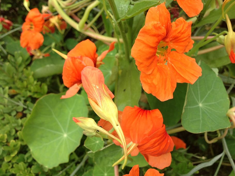 nasturtium, primavera, taronja, planta amb flors, flor, planta, fragilitat, vulnerabilitat, pètal, bellesa a la natura, creixement, color taronja, frescor, primer pla, part de la planta, cap de flor, full, inflorescència, naturalesa, color verd, botànica, cap gent, dia, a l'aire lliure, pol·len, 2K