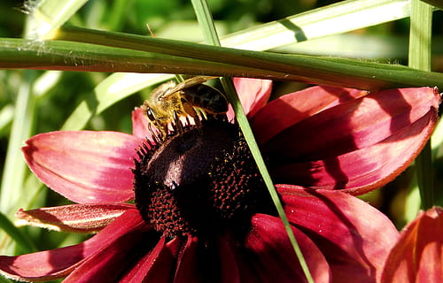 Bie, samle nektar, Lukk, insekt, blomstre, blomst, samle pollen, pollinering, pollen, matinntak, dryss, samle kjære, på en blomst, bi på blomst, blomstrende plante, anlegg, skjønnhet i naturen, vekst, sårbarhet, skjørhet, blomsterhodet, nærbilde, petal, friskhet, inflorescence, fokusere på forgrunnen, natur, dyr i naturen, virvelløse, dag, ett dyr, ingen folk, utendørs, 2K, CC0, offentlig domene, opphavsrett gratis