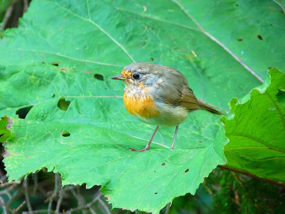 ocell, robin, volar, jove, animal, jove, animal, erithacus rubecula, espècies, volador antic del món, muscicapidae, bonic, naturalesa, vida salvatge, a l'aire lliure, bec, primer pla, petit, un animal, full, temes d'animals, animals a la natura, color verd, part de la planta, fauna animal, planta, vertebrats, posat, dia, cap gent, bellesa a la natura, enfocament selectiu, 4K