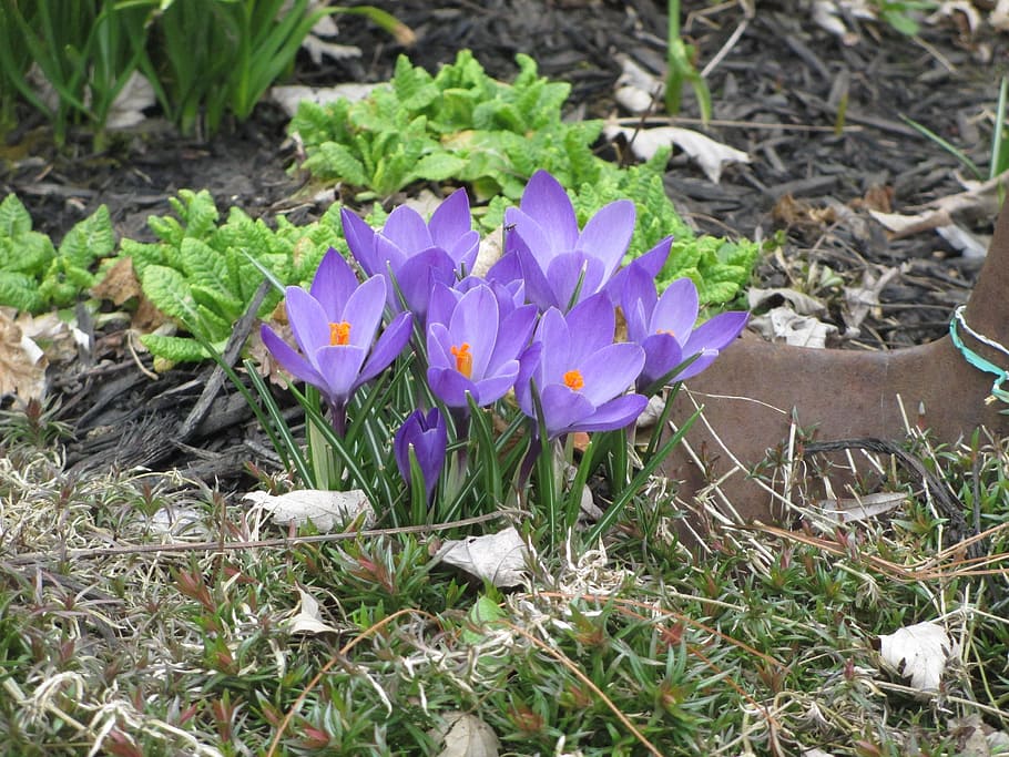 Crocus, žiedas, pavasaris, gėlė, žydintys augalai, augalų, augimą, pažeidžiamumas, grožis gamtoje, trapumas, šviežumas, žiedlapis, žemės, violetinė, lauke, iris, Iš arti, žiedynas, gėlių galva, dieną, pobūdį, nėra žmonių, pavasarį, žiedadulkių, 4K