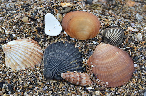 sabbia, conchiglie, ocra, conchiglia, fauna selvatica, guscio di animale, terra, animale, natura, avvicinamento, animali allo stato selvatico, spiaggia, nessuno, modello naturale, strutturato, temi animali, bellezza nella natura, vista dall'alto, mare, giorno, gruppo di animali, all'aperto, marino, ciottolo, 2K, CC0, dominio pubblico, privo di copyright