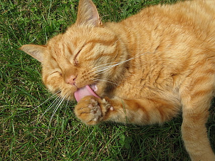 kat, rød, orange, dyr, indenlandske kat, kæledyr, tunge, kattunge, feline, pattedyr, indenlandske, dyre temaer, husdyr, græs, et dyr, hvirveldyr, lempelse, ingefær kat, ingen mennesker, ligger ned, plante, tæt på, lukkede øjne, bakkenbart, dyr hoved, tabby, 1080P, CC0, offentligt domæne, royaltyfrie
