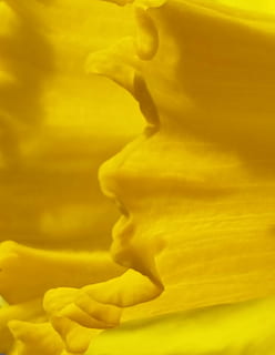 jonquille, jaune, macro, printemps, fleur, la nature, narcisse, arrière-plans, textile, abstrait, mouvement, prise de vue en studio, adulte, beauté dans la nature, personnes, partie du corps humain, partie du corps, texturé, femmes, émotion, modèle, à l'intérieur, mouvement flou, fermer, douceur, mise au point douce, milieux abstraits, visage humain, doigt, 4K, CC0, domaine public, libre de droits