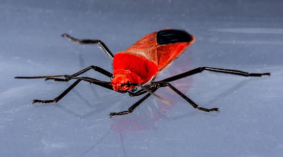 coleottero rosso, insetto, macro, scarafaggio, rosso, nessuno, inverno, un animale, avvicinamento, temperatura fredda, temi animali, animale, fauna selvatica, invertebrato, animali allo stato selvatico, natura, parte del corpo animale, gamba animale, lunghezza intera, all'aperto, arto, antenna animale, vista profilo, 4K, CC0, dominio pubblico, privo di copyright