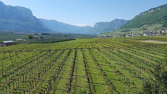 vinyes, vall, agricultura, terra, escena rural, cultiu, muntanya, paisatge, camp, escenics - natura, granja, medi ambient, creixement, planta, naturalesa, menjar i beguda, plantació, color verd, bellesa a la natura, cel, cap gent, cultiu de te, a l'aire lliure, 1080P, CC0, domini públic, lliure de regalies