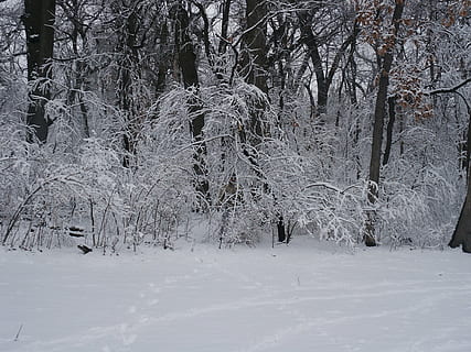 miškas, sniegas, medžiai, žiemą, dykumoje, pobūdį, nežinoma, vyras, medis, šalta temperatūra, augalų, žemės, ramioje scenoje, vaizdai - gamta, ramybė, danga, grožis gamtoje, nėra žmonių, balta spalva, ne miesto scenoje, bagažinė, medžio kamienas, dieną, 1080P, CC0, Viešasis domenas, nemokamai