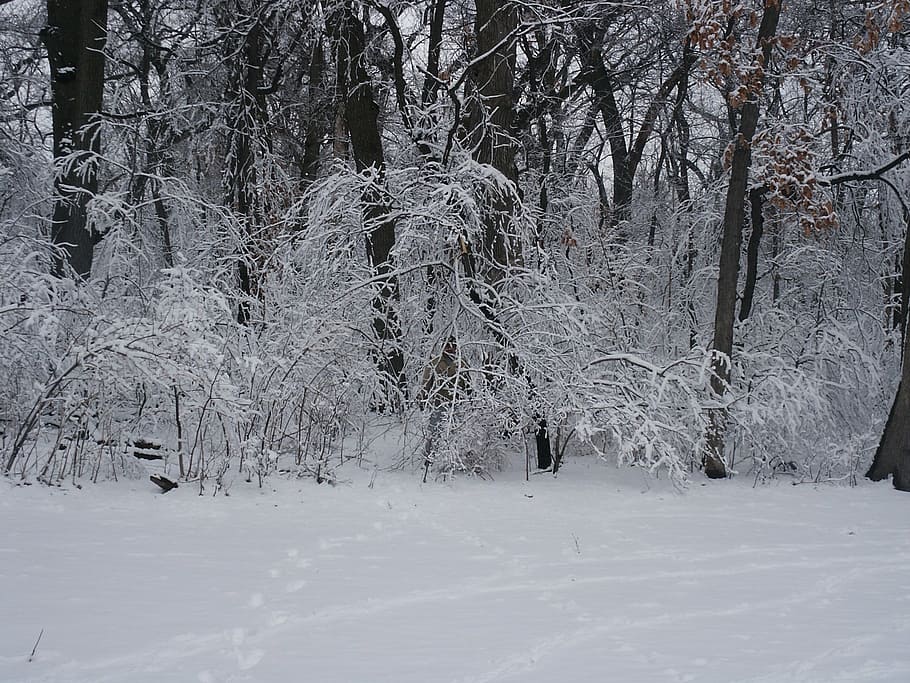 miškas, sniegas, medžiai, žiemą, dykumoje, pobūdį, nežinoma, vyras, medis, šalta temperatūra, augalų, žemės, ramioje scenoje, vaizdai - gamta, ramybė, danga, grožis gamtoje, nėra žmonių, balta spalva, ne miesto scenoje, bagažinė, medžio kamienas, dieną, 1080P