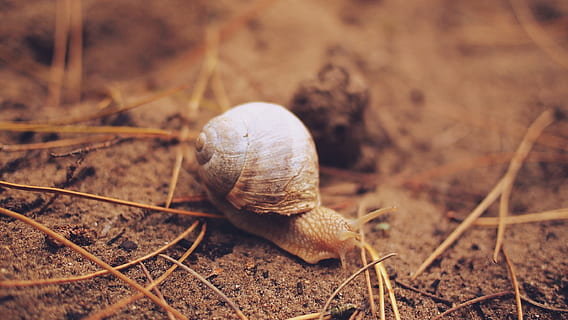 cargol, slug, shell, brutícia, fauna animal, temes d'animals, animal, invertebrat, un animal, mol·lusc, animals a la natura, gasteròpode, closca d’animals, primer pla, cap gent, terra, naturalesa, dia, enfocament selectiu, avorriment, camp, part del cos dels animals, rastreig, 2K, CC0, domini públic, lliure de regalies