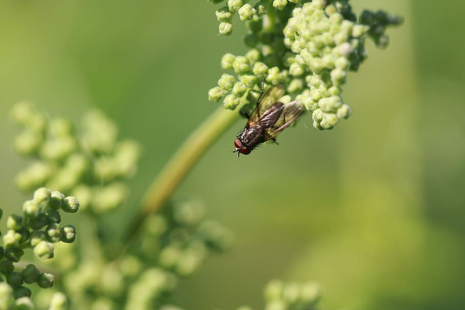 mosca, inseto, inseto voador, macro, natureza, invertebrado, animal, temas animais, animais selvagens, animais em estado selvagem, plantar, um animal, beleza na natureza, fechar-se, foco seletivo, crescimento, cor verde, flor, focar em primeiro plano, ninguém, dia, planta com flores, fragilidade, ao ar livre, polinização, cabeça de flor, 5K