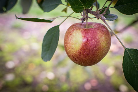 Apfelbaum, fallen, Obst, Apfel, Baum, Herbst, Ernte, Obstgarten, Apfelplantage, roter Apfel, Essen und Trinken, Frische, gesundes Essen, Lebensmittel, hängend, Fokus auf den Vordergrund, Blatt, Pflanzenteil, Pflanze, Wohlbefinden, Wachstum, Nahansicht, Apfel - Frucht, Ast, Natur, rot, Tag, Obstbaum, keine Leute, draußen, reif, Passionsfrucht, 4K, CC0, gemeinfrei, lizenzfrei