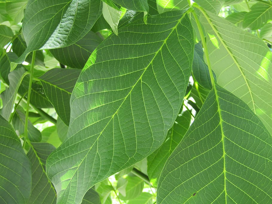 hoja, verde, hoja de nogal, de cerca, planta, follaje, verano, árbol, planta medicinal, naturaleza, parte de la planta, color verde, vena de la hoja, nadie, día, belleza en la naturaleza, crecimiento, invertebrado, al aire libre, centrarse en primer plano, insecto, temas de animales, animal, fauna animal, patrón natural, vulnerabilidad, 5K