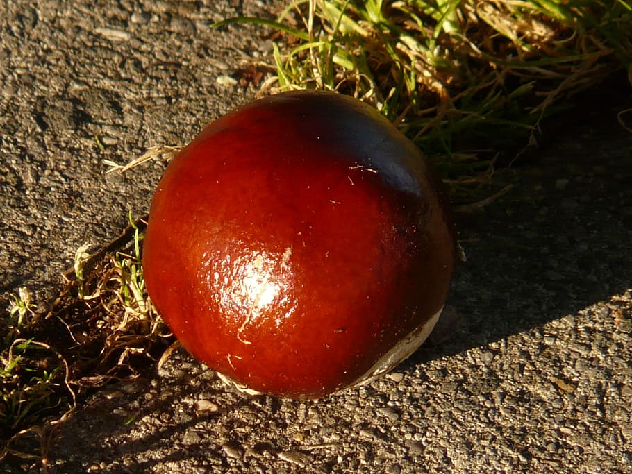 Castagna, Buckeye, frutta, preoccupazioni, terra, raccogliere, autunno, Marrone, splendere, tossico, sottobosco, erba, muschio, rosso, cibo e bevande, avvicinamento, cibo, mangiare sano, nessuno, natura, benessere, giorno, freschezza, campo, luce del sole, all'aperto, pianta, vista dall'alto, concentrarsi sulle conoscenze acquisite, crescita, mela - frutto, maturo, 2K