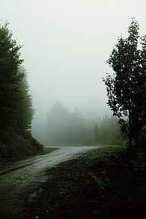 boira, carrer, arbres, costats, foto, verd, arbres de fulles, boires, eery, ruta, arbre, bosc, núvol, fusta, caminada, muntanya, ennuvolat, carretera, naturalesa, paisatge, conduir, corba, viatge de carretera, tranquil, planta, bellesa a la natura, tranquil·litat, escena tranquil·la, cel, cap gent, creixement, escenics - natura, el camí a seguir, transport, escena no urbana, dia, direcció, terra, a l'aire lliure, 4K, CC0, domini públic, lliure de regalies