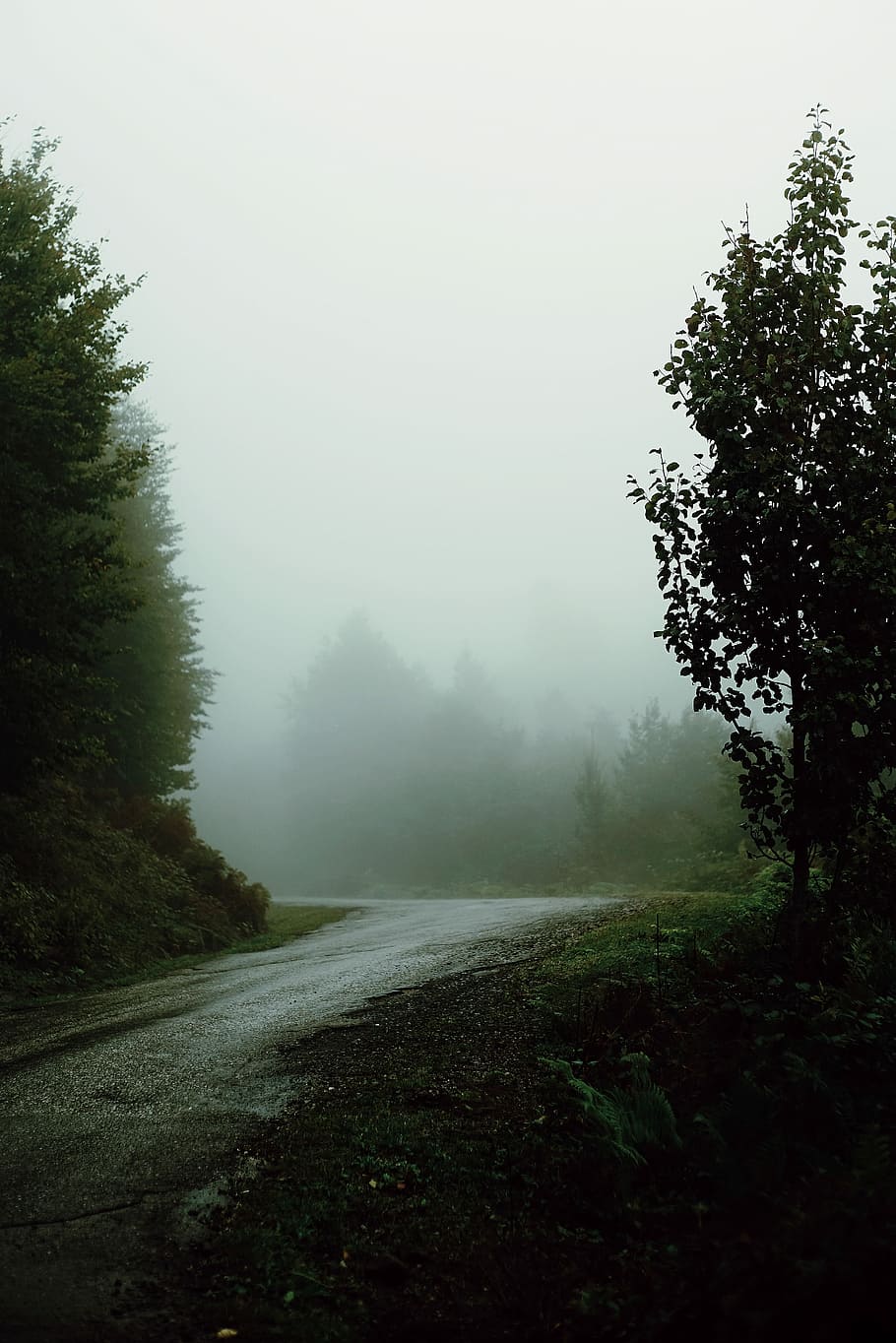 boira, carrer, arbres, costats, foto, verd, arbres de fulles, boires, eery, ruta, arbre, bosc, núvol, fusta, caminada, muntanya, ennuvolat, carretera, naturalesa, paisatge, conduir, corba, viatge de carretera, tranquil, planta, bellesa a la natura, tranquil·litat, escena tranquil·la, cel, cap gent, creixement, escenics - natura, el camí a seguir, transport, escena no urbana, dia, direcció, terra, a l'aire lliure, 4K