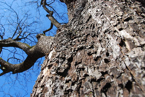træ, bark, stamme, struktur, natur, baustamm, træstamme, bagagerum, plante, lav vinkel visning, dag, tekstureret, ingen mennesker, afdeling, ru, plantebark, selektiv fokusering, bare træ, udendørs, himmel, tæt på, vækst, skønhed i naturen, direkte under, lichen, 4K, CC0, offentligt domæne, royaltyfrie