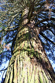 sequoia, tronco d'albero, alto, abbaiare, albero, foresta, nazionale, parco, gigante, grande, antico, naturale, natura, crescita, Inquadratura dal basso, giorno, tronco, pianta, nessuno, strutturato, bellezza nella natura, la tranquillità, ramo, ruvido, alto - alto, cielo, all'aperto, corteccia vegetale, sfondi, direttamente sotto, baldacchino di albero, 4K, CC0, dominio pubblico, privo di copyright
