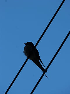 schlucken, Kabel, Silhouette, Hintergrundbeleuchtung, Himmel, Blau, Flachwinkelansicht, klarer Himmel, ein Tier, Tier, Tierwelt, Tierthemen, Natur, Wirbeltier, Tiere in freier Wildbahn, Vogel, Tag, Seil, keine Leute, in voller Länge, draußen, Metall, Elektrizität, Netzteil, direkt darunter, 4K, CC0, gemeinfrei, lizenzfrei