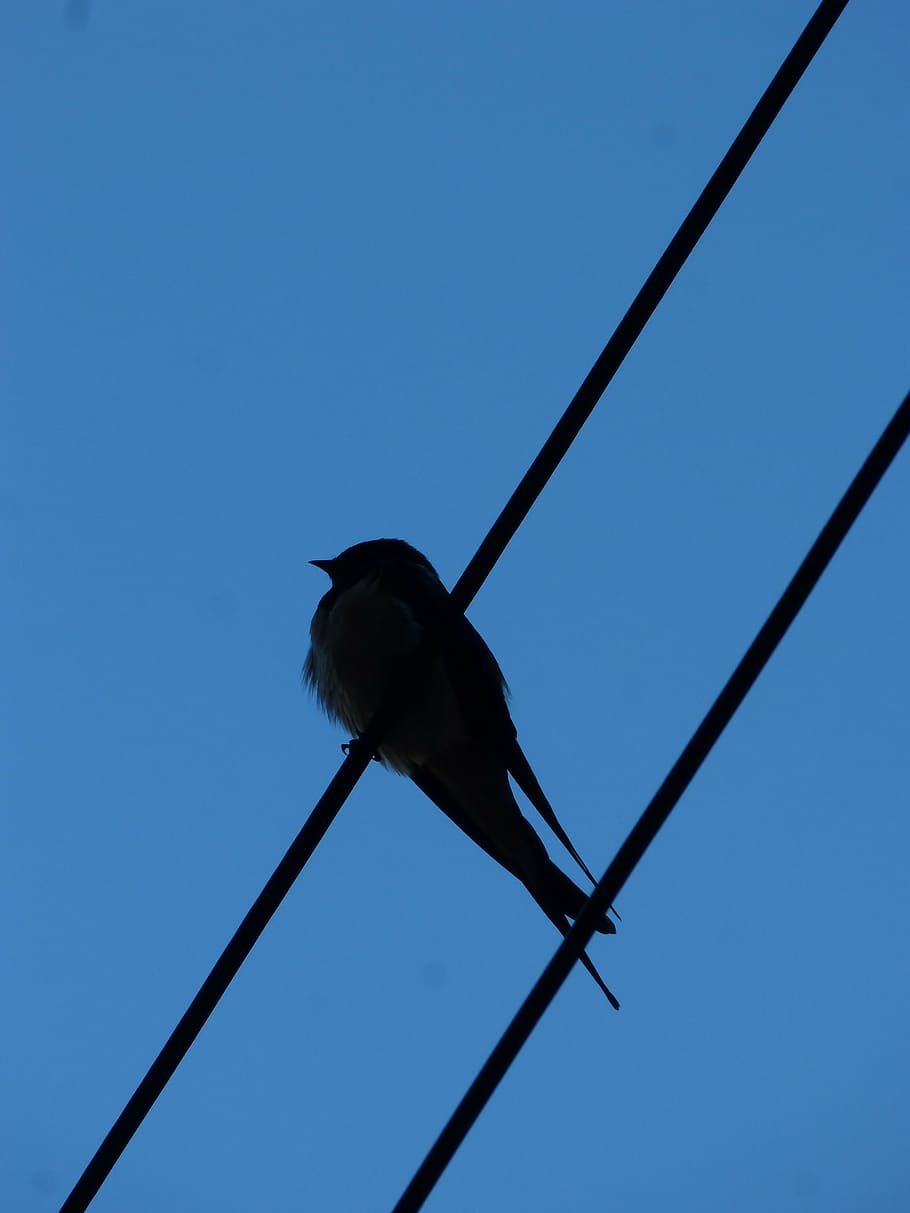 empassar, cables, silueta, llum de fons, cel, blau, vista d’angle baix, cel clar, un animal, animal, fauna animal, temes d'animals, naturalesa, vertebrats, animals a la natura, cable, ocell, dia, corda, cap gent, longitud completa, a l'aire lliure, metall, electricitat, Font d'alimentació, directament a sota, 4K