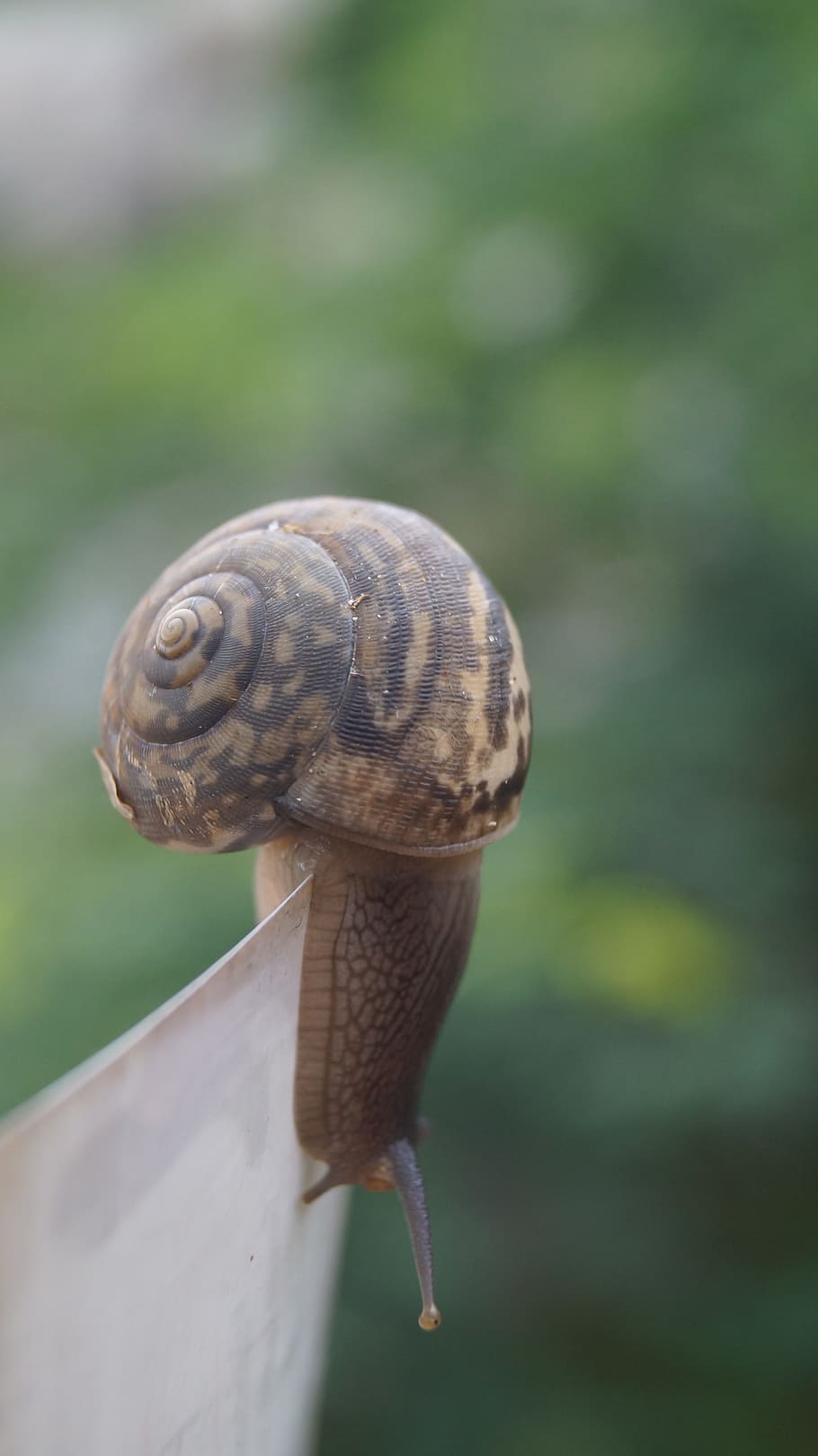 cargol, naturalesa, lluita, shell, medi ambient, vida salvatge, slug, cargol comestible, un animal, temes d'animals, gasteròpode, closca d’animals, animals a la natura, fauna animal, animal, mol·lusc, invertebrat, primer pla, centrar-se en primer pla, dia, avorriment, cap gent, antena animal, part del cos dels animals, a l'aire lliure, rastreig, 4K