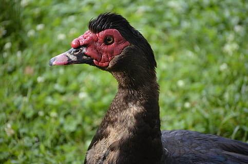 gezicht, eend, vogel, hoofd, dierlijke thema's, dier, één dier, gewerveld, dieren in het wild, dierenleven, focus op de voorgrond, muskuseend, detailopname, natuur, geen mensen, dag, bek, dierlijke lichaamsdeel, gevogelte, fabriek, dierenkop, buitenshuis, dierlijke nek, profielweergave, 4K, CC0, publiek domein, royaltyvrij
