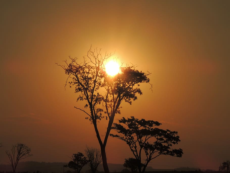 posta de sol, eventide, sol, horitzó, contra la llum, granja, naturalesa, bellesa, paisatge, Brasil, ocell, aus tropicals, arbre, cel, silueta, bellesa a la natura, planta, color taronja, escenics - natura, tranquil·litat, escena tranquil·la, cap gent, idíl·lic, vista d’angle baix, creixement, llum solar, a l'aire lliure, retroil·luminat, branca, cel romàntic, 4K