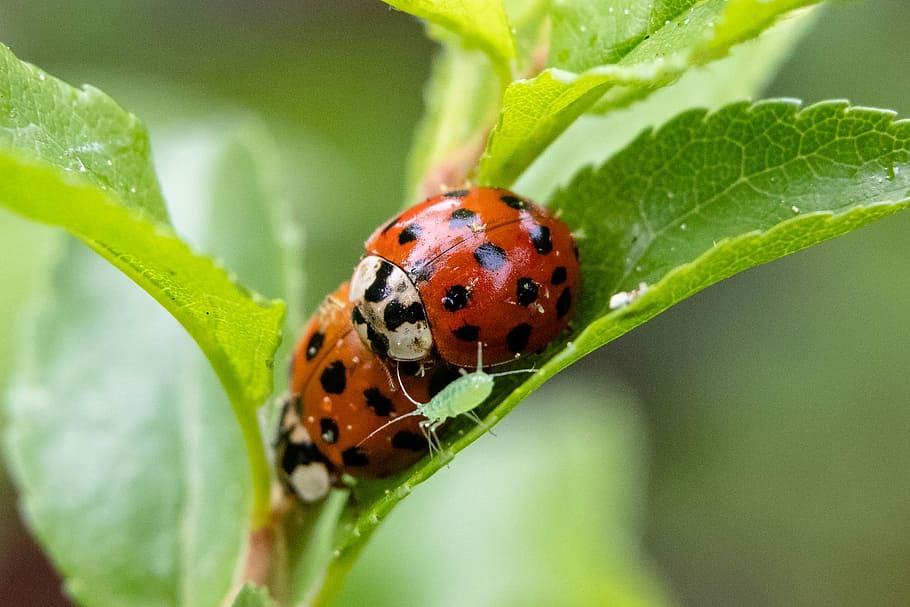 natura, insetto, foglia, vicino, pianta, coccinella, scarafaggio, afide, portafortuna, macro, fauna selvatica, temi animali, animale, parte vegetale, un animale, animali allo stato selvatico, invertebrato, avvicinamento, macchiato, nessuno, colore verde, all'aperto, giorno, piccolo, strisciando, 2K
