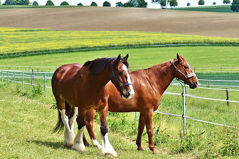 Două, maro, cai, iarba câmp, pentru doi, cuplare, armăsar, mânca, padoc, luncă, păşune, paşte, natură, iarbă, verde, Joaca, zburda, intern, animale de companie, animale domestice, mamifer, animale tematice, șeptel, cal, animal, animale vertebrate, camp, grup de animale, teren, plantă, zi, animale sălbatice, limite, două animale, nici o persoana, erbivor, în aer liber, Ranch, 5K, CC0, domeniu public, fără drepturi de autor